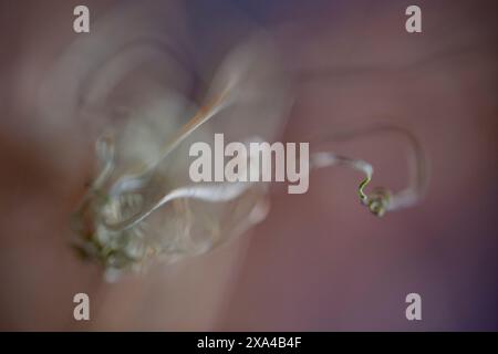 This is a close-up, abstract image of delicate, swirling smoke against a soft, blurred background. Stock Photo