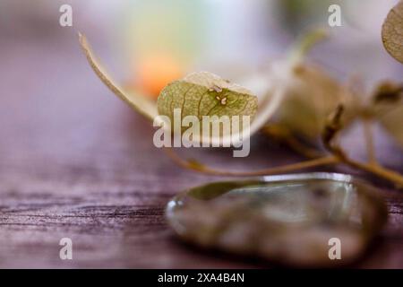 A close-up image of delicate, dried hydrangea petals with a smooth, reflective stone on a textured wooden surface. Stock Photo