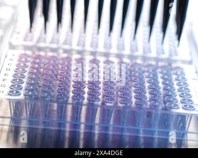 Microplate with samples and pipette tips used in a scientific laboratory for research or medical testing. Stock Photo