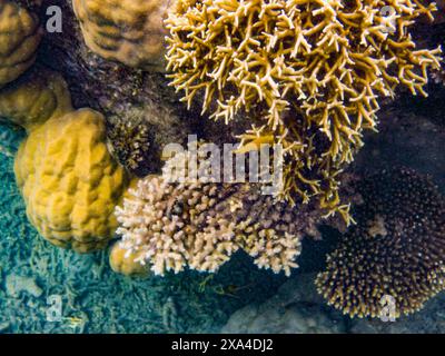 An underwater photograph showcasing a vibrant coral reef with various species of coral in multiple colors and shapes. Stock Photo