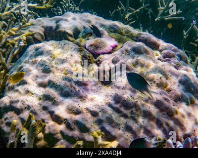 A vibrant underwater scene displaying a variety of marine life, including a purple sea anemone nestled on a coral surface surrounded by small tropical fish. Stock Photo