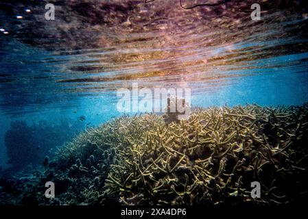 Underwater photograph showcasing a vibrant coral reef teeming with marine life and bathed in natural sunlight filtering through the water's surface. Stock Photo