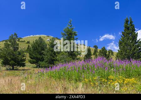 Photo of a fireweed meadow in the mountains of Northern Velebit National park in Croatia Stock Photo