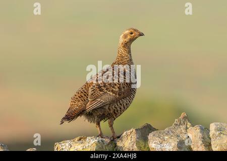 Black grouse female or hen.  Scientific name: Tetrao Tetrix.  Perched  on drystone walling covered in lichen, and facing right,   Clean background. Cl Stock Photo