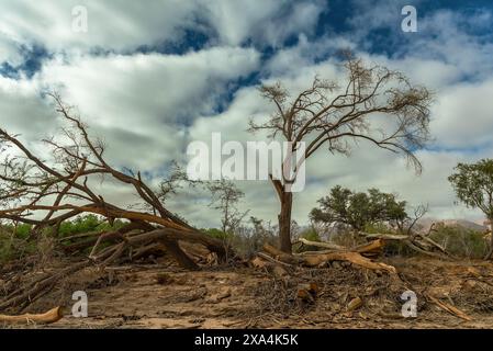 Vegetation along the dried-up Ugap River in western Namibia Stock Photo
