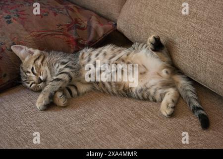 A tabby cat is lying on its back on a brown couch, with one of its paws playfully bent and its belly exposed. Stock Photo