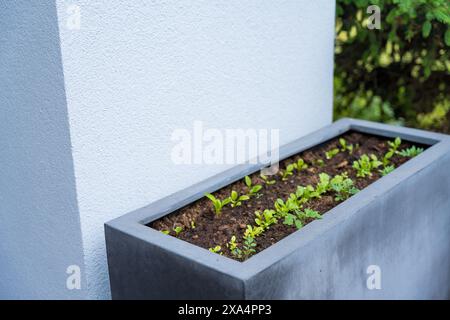 Modern planter with seedlings against white wall. Gardening concept Stock Photo