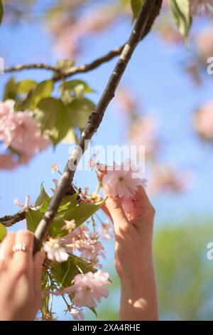 Hands gently touching cherry blossoms against a soft blue sky. Stock Photo