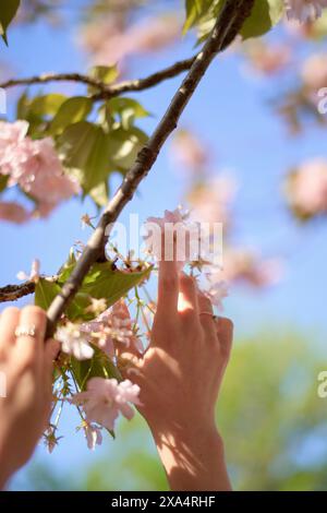Hand touching delicate cherry blossoms against a clear blue sky Stock Photo