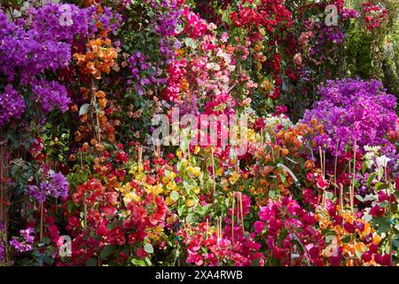 Bougainvillea, ornamental vines with flowers in purple, yellow, pink and white colors Stock Photo