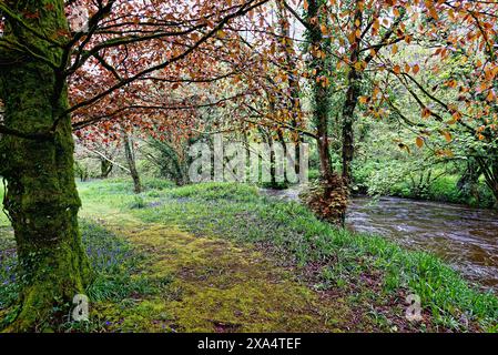 The River Camel flowing through countryside near Hellandbridge on a spring day Cornwall England UJK Stock Photo