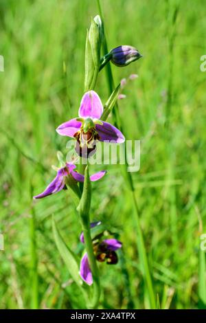 Bee orchid (Ophrys apifera) - sud-Touraine, Indre-et-Loire (37), France. Stock Photo