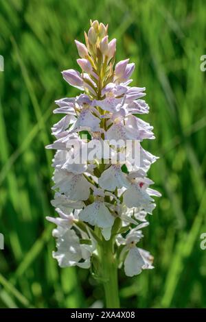Common Spotted orchid (Dactylorhiza fuchsii) - sud-Touraine, Indre-et-Loire (37), France. Stock Photo