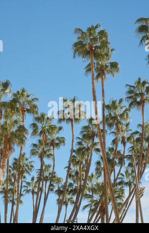 Tall palm trees rise against a clear blue sky. Stock Photo