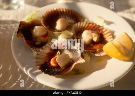 Scallops served in shell with a wedge of lemon on a plate, illuminated by soft sunlight. Stock Photo