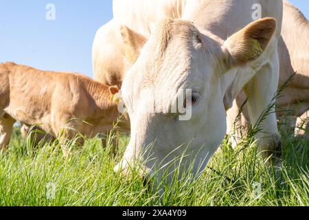Close-up of a white cow grazing on lush green grass under a clear blue sky with other cows in the background. Stock Photo