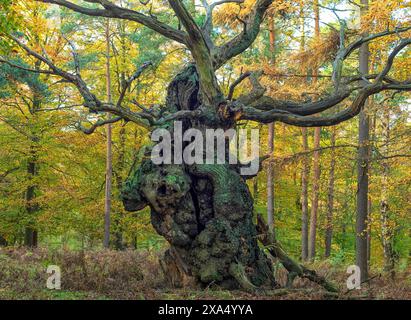 Ancient twisted tree in an autumn forest with intricate branches and textured bark surrounded by fallen leaves and evergreens. Stock Photo