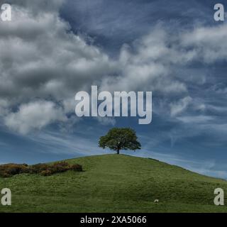 Solitary tree standing on a green hill under a dramatic blue sky with scattered clouds. Stock Photo