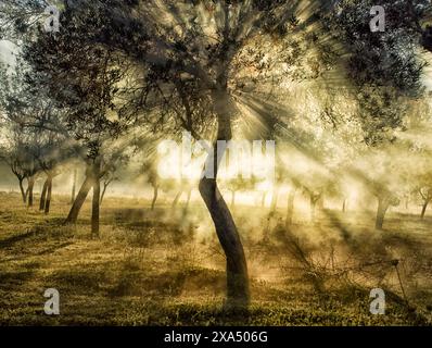 Sunlight filters through the branches of olive trees on a misty morning, creating a tranquil and ethereal atmosphere in the grove. Stock Photo