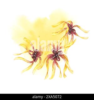 Witch hazel yellow plant flowers on the watercolor stain backdrop ...