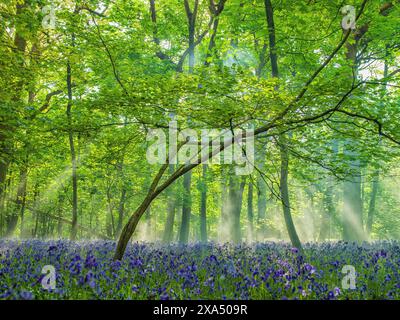 Sunlight filters through a lush forest, illuminating a carpet of bluebell flowers under a canopy of green leaves. Stock Photo