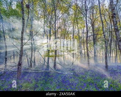 Sunbeams filter through the mist in a serene forest carpeted with purple wildflowers. Stock Photo
