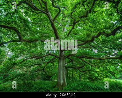 Majestic ancient tree with sprawling branches in a lush green forest. Stock Photo