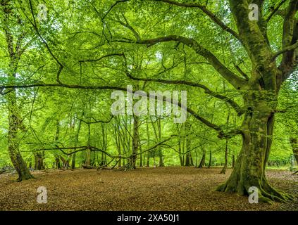 Verdant forest with sunlight filtering through the canopy, highlighting the sprawling branches and lush green leaves. Stock Photo