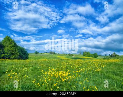 Vibrant green field dotted with yellow wildflowers under a blue sky with fluffy clouds. Stock Photo