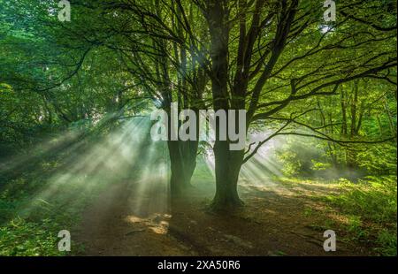 Sun rays piercing through the verdant canopy of a mystical forest path. Stock Photo