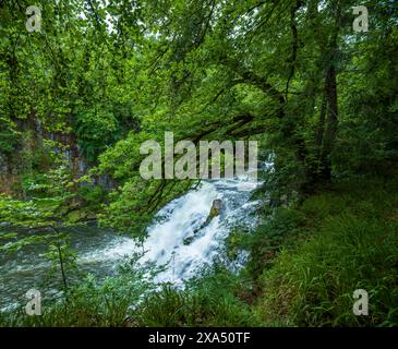 Lush greenery surrounds a cascading forest waterfall. Stock Photo