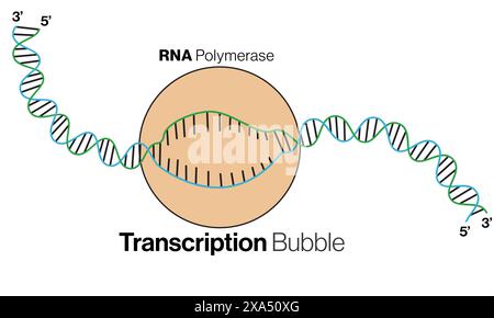Detailed Vector Illustration of Transcription Bubble for Molecular Biology and Genetics Education on White Background. Stock Vector