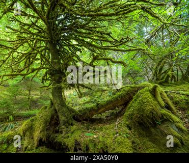 Moss-covered trees with gnarled branches create a lush, green forest scene. Stock Photo