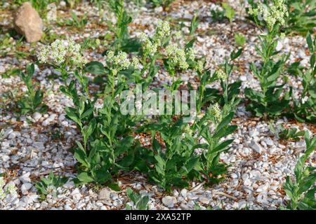 Pfeilkresse, Gewöhnliche Pfeilkresse, Pfeil-Kresse, Herzkresse, Türkische Kresse, Lepidium draba, Cardaria draba, Hoary Cress, Whitetop, Thanet cress, Stock Photo