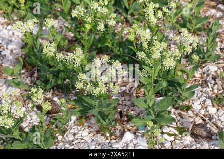 Pfeilkresse, Gewöhnliche Pfeilkresse, Pfeil-Kresse, Herzkresse, Türkische Kresse, Lepidium draba, Cardaria draba, Hoary Cress, Whitetop, Thanet cress, Stock Photo