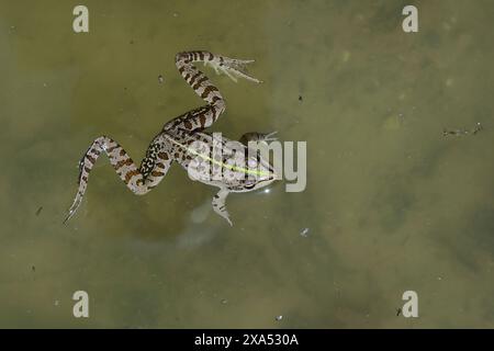 Balkan-Wasserfrosch, Pelophylax kurtmuelleri, Rana kurtmuelleri, Rana balcanica, Balkan frog, Balkan water frog, Greek marsh frog, la Grenouille verte Stock Photo