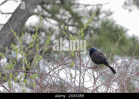 Common grackle perched on branch Stock Photo