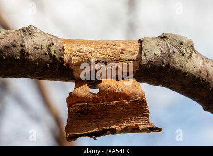 Close-up of dry branch with peeling bark texture Stock Photo