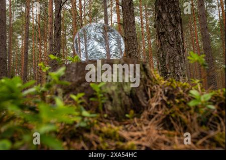 Metaphor and concept of deforestation. A reflection of forest, pines and blue sky on a stump. This stump could be like all trees, but it was cut down. Stock Photo