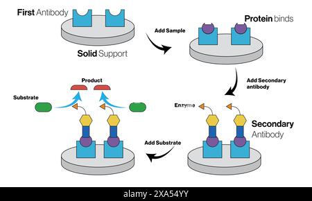 Detailed Vector Illustration of Enzyme-Linked Immunosorbent Assay (ELISA) Technique for Immunology and Biochemistry on White Background. Stock Vector