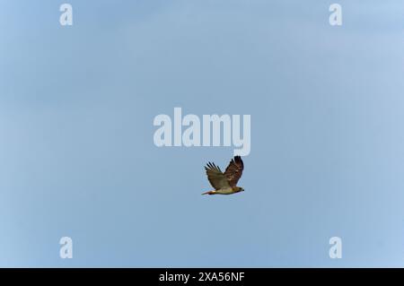 A Red Tail Hawk flying across clear blue sky Stock Photo