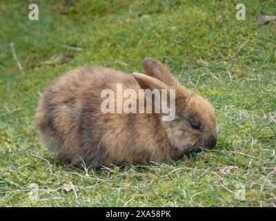 A bunny resting in the greenery with a tiny bird nearby Stock Photo