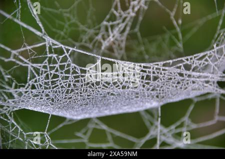 A close-up a spider web covered in dew droplets Stock Photo