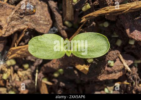 Close-up top view photo of a small green sprout on a dark brown mulch background Stock Photo