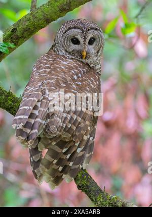 Barred Owl (Strix varia).  March in Corkscrew Swamp Audubon Sanctuary, Florida, USA. Stock Photo