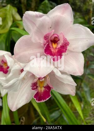 A Close-up of a pink and white flower submerged in water Stock Photo