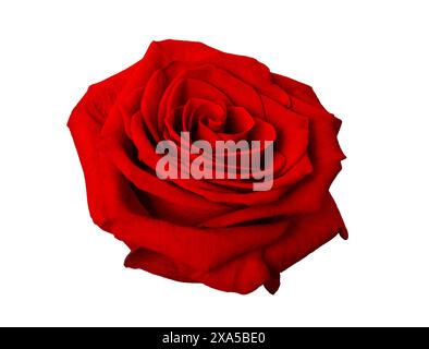 Beautiful dark red rose isolated on a white background, close up. Stock Photo