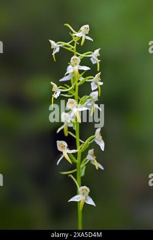 Greater butterfly-orchid (Platanthera chlorantha / Orchis montana / Platanthera montana) white orchid flowering in summer Stock Photo