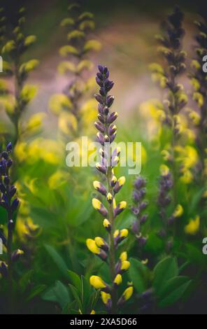 A field of yellow and blue flowers with green leaves on the ground Stock Photo
