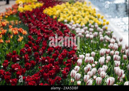 A field of flowers covered in snow with water cascading from the ground Stock Photo